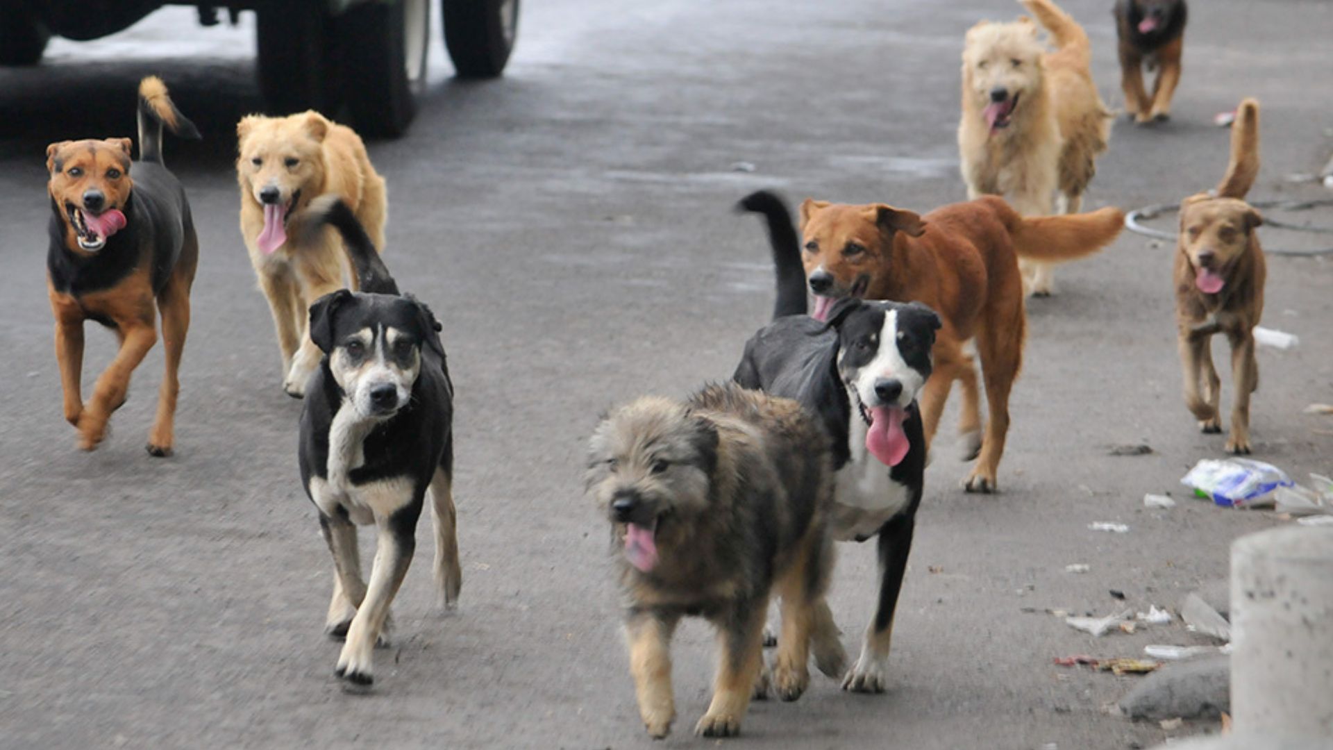 El Presidente Bukele busca aliados para proyecto de protección a animales abandonados el-presidente-bukele-busca-aliados-para-proyecto-de-proteccion-a-animales-abandonados
