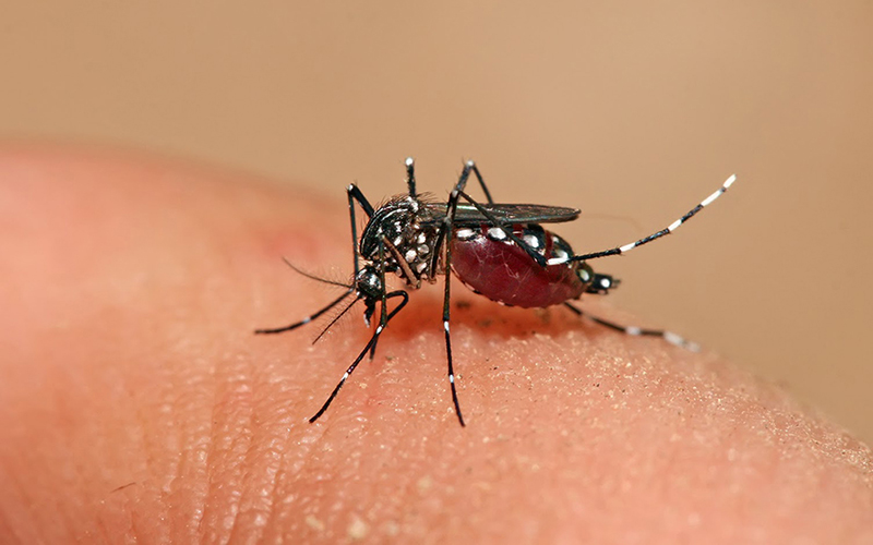 minsal-decreta-alerta-epidemiologica-por-dengue-en-el-salvador