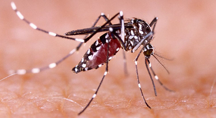 americas-registran-mas-de-9-millones-de-casos-de-dengue-en-2024