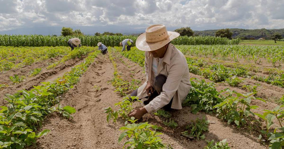 el-salvador-recibe-apoyo-de-organismos-internacionales-para-ejecucion-de-proyectos-alimentarios