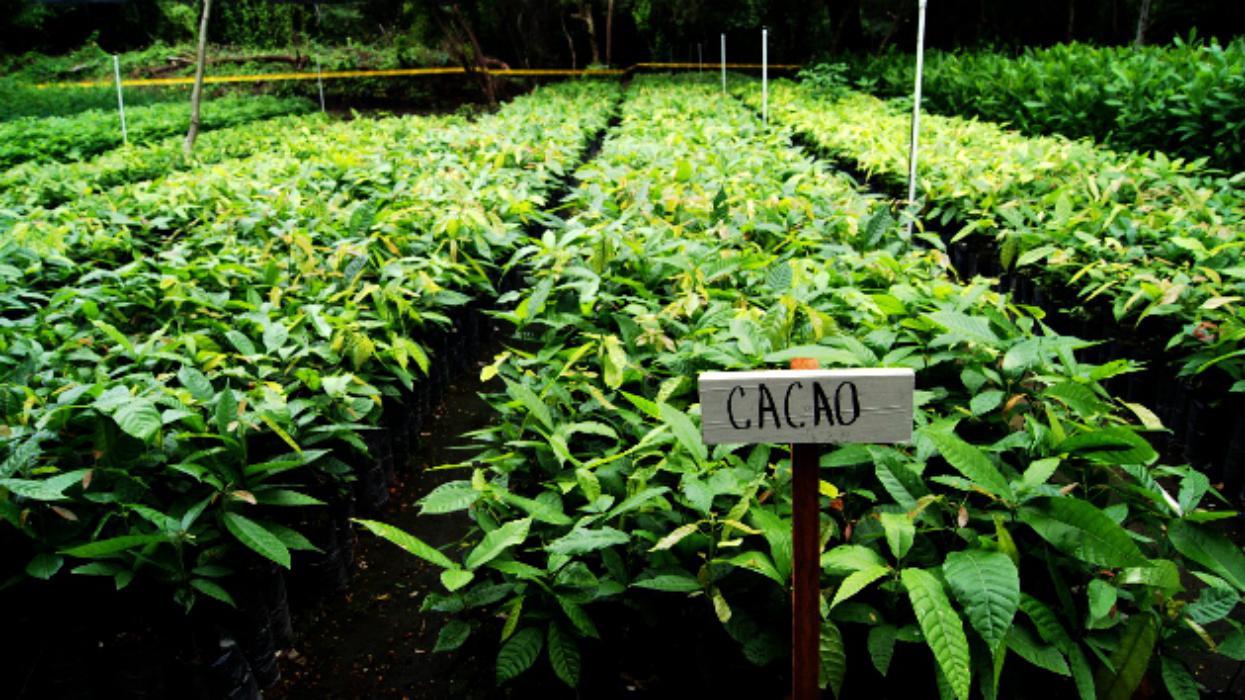 CEL ofrece el millón de árboles requeridos para reforestar ruta del ByPass de La Libertad cel-ofrece-el-millon-de-arboles-requeridos-para-reforestar-ruta-del-bypass-de-la-libertad