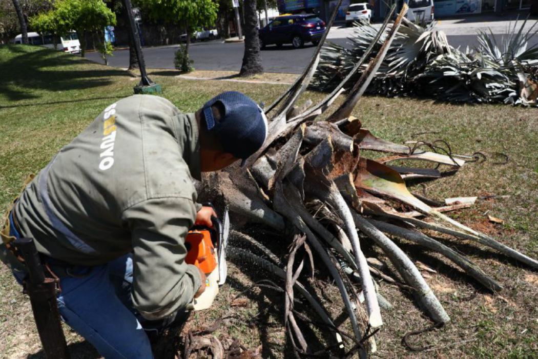 Capitalinos condenan tala de palmeras en fuentes Beethoven por parte de comuna capitalinos-condenan-tala-de-palmeras-en-fuentes-beethoven-por-parte-de-comuna