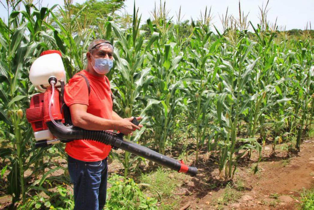 Especialista de Sanidad Vegetal: Gracias al plan del Gobierno, hoy se logró controlar brote de langosta especialista-de-sanidad-vegetal-gracias-al-plan-del-gobierno-hoy-se-logro-controlar-brote-de-langosta