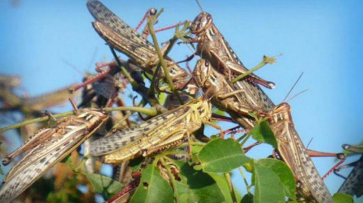 Detectan nuevo brote de langostas en Argentina, proveniente de Paraguay detectan-nuevo-brote-de-langostas-en-argentina-proveniente-de-paraguay