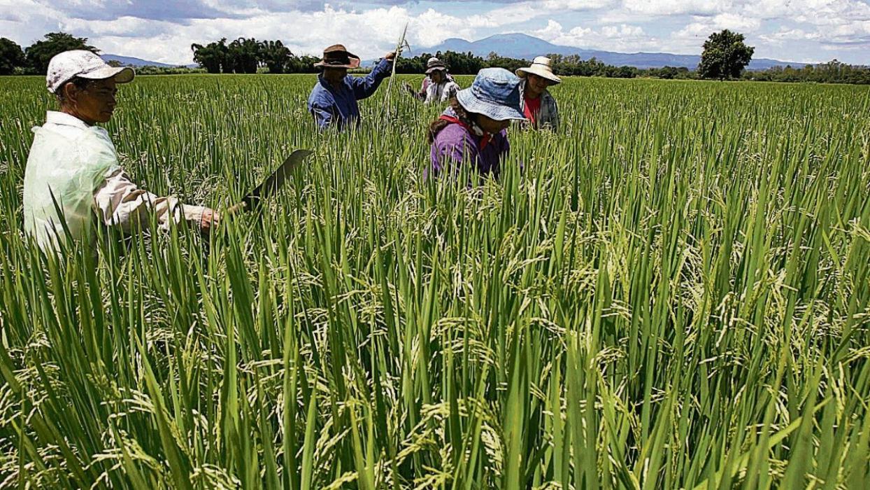 Plan Maestro de Rescate Agropecuario se compone de importantes fideicomisos para potenciar al sector plan-maestro-de-rescate-agropecuario-se-compone-de-importantes-fideicomisos-para-potenciar-al-sector