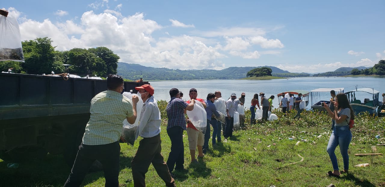 mag-libero-30000-alevines-de-tilapia-en-suchitoto-que-contribuiran-a-la-seguridad-alimentaria-de-las-familias-de-esa-zona