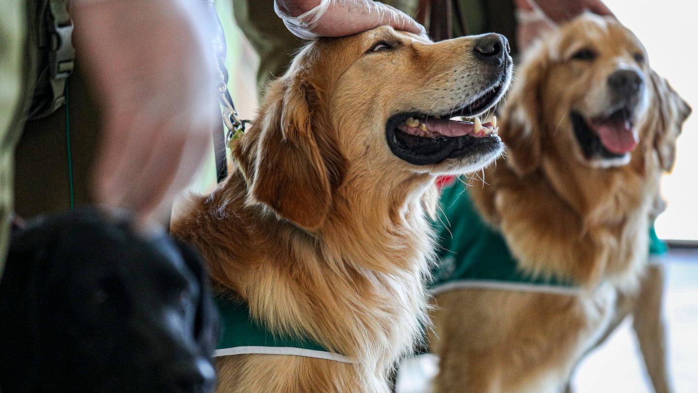 El Salvador hará uso de perros para detectar pacientes contagiados con COVID19 el-salvador-hara-uso-de-perros-para-detectar-pacientes-contagiados-con-covid19