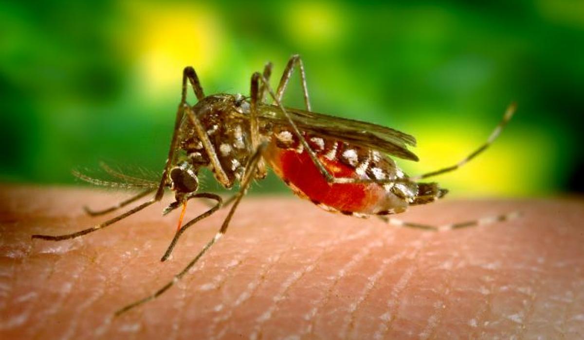 alarma-nacional-en-honduras-por-dengue
