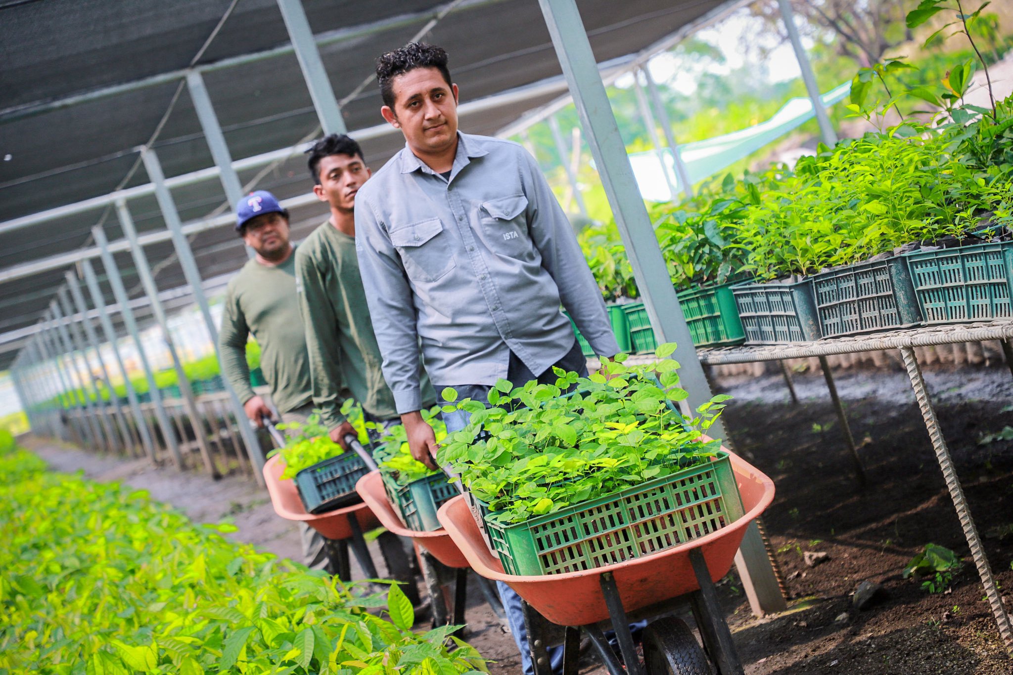 entrega-de-planta-alternativa-a-la-soya-beneficiara-a-miles-de-agricultores