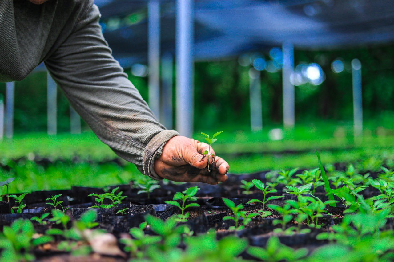 Más de 20 mil hectáreas han sido reforestadas con la campaña Árboles para El Salvador mas-de-20-mil-hectareas-han-sido-reforestadas-con-la-campana-arboles-para-el-salvador