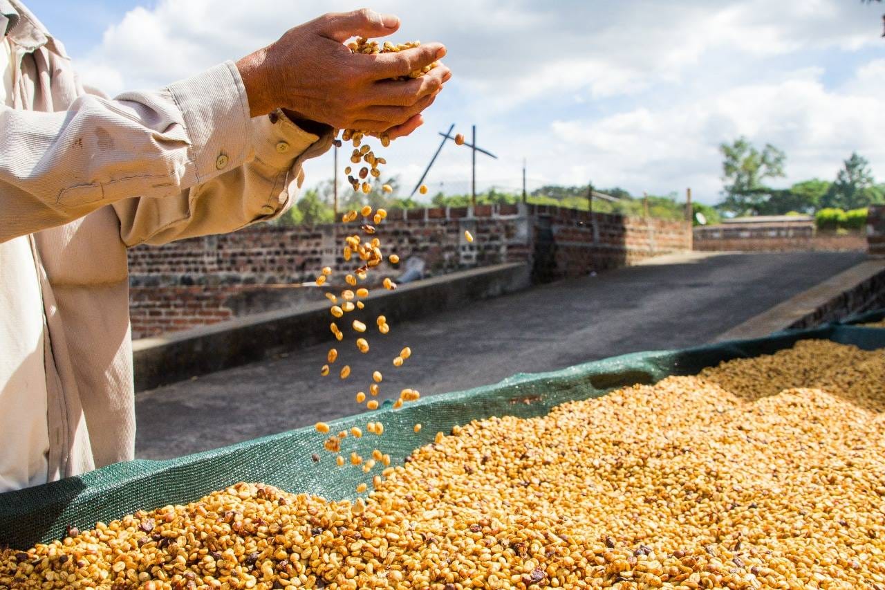 El Salvador ha generado ingresos de más de $170 millones en exportaciones de café el-salvador-ha-generado-ingresos-de-mas-de-170-millones-en-exportaciones-de-cafe