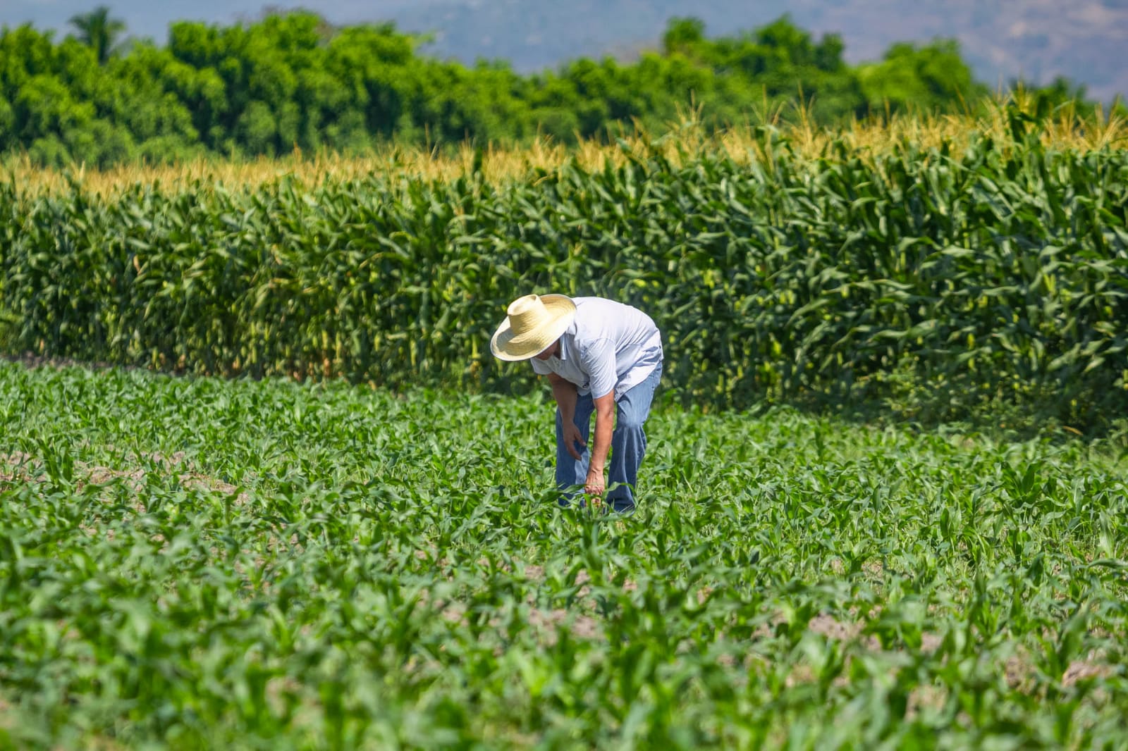 el-salvador-trabaja-en-el-desarrollo-de-proyecto-de-seguridad-alimentaria