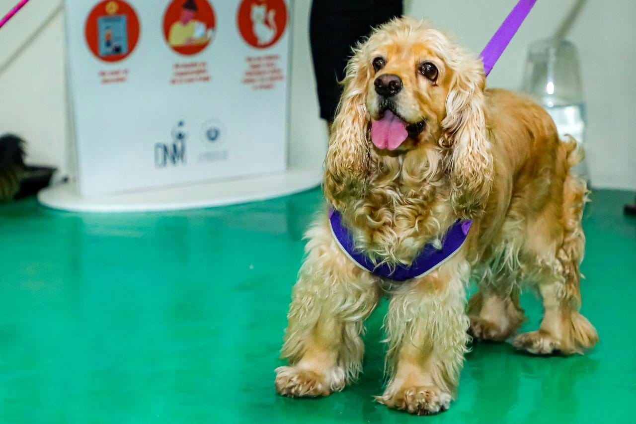 Inauguran espacio pet friendly en la Dirección Nacional de Medicamentos de Santa Tecla inauguran-espacio-pet-friendly-en-la-direccion-nacional-de-medicamentos-de-santa-tecla
