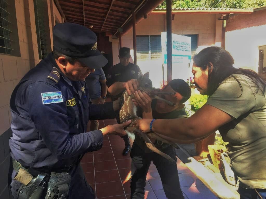 Decomisan animales en cautiverio en Santa Ana decomisan-animales-en-cautiverio-en-santa-ana