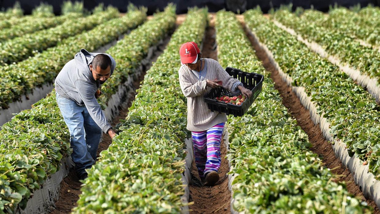 Presidente Bukele anuncia importante proyecto en el agro que dará paso a la autosuficiencia alimentaria presidente-bukele-anuncia-importante-proyecto-en-el-agro-que-dara-paso-a-la-autosuficiencia-alimentaria