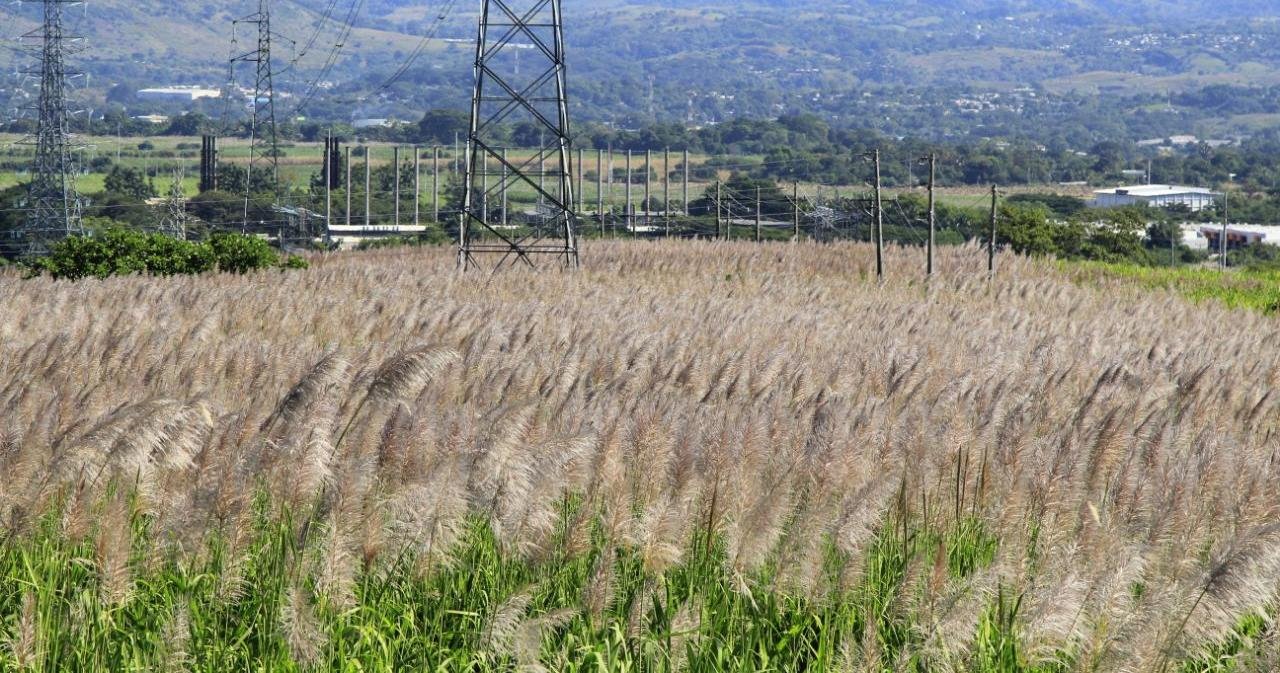 Gobierno impulsará la productividad agrícola y un Código Agrario completo gobierno-impulsara-la-productividad-agricola-y-un-codigo-agrario-completo