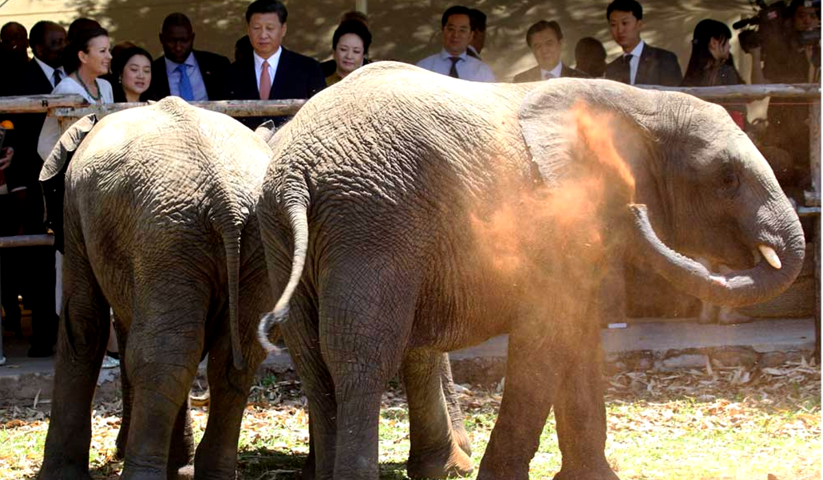 china-le-compra-35-elefantes-a-zimbabue