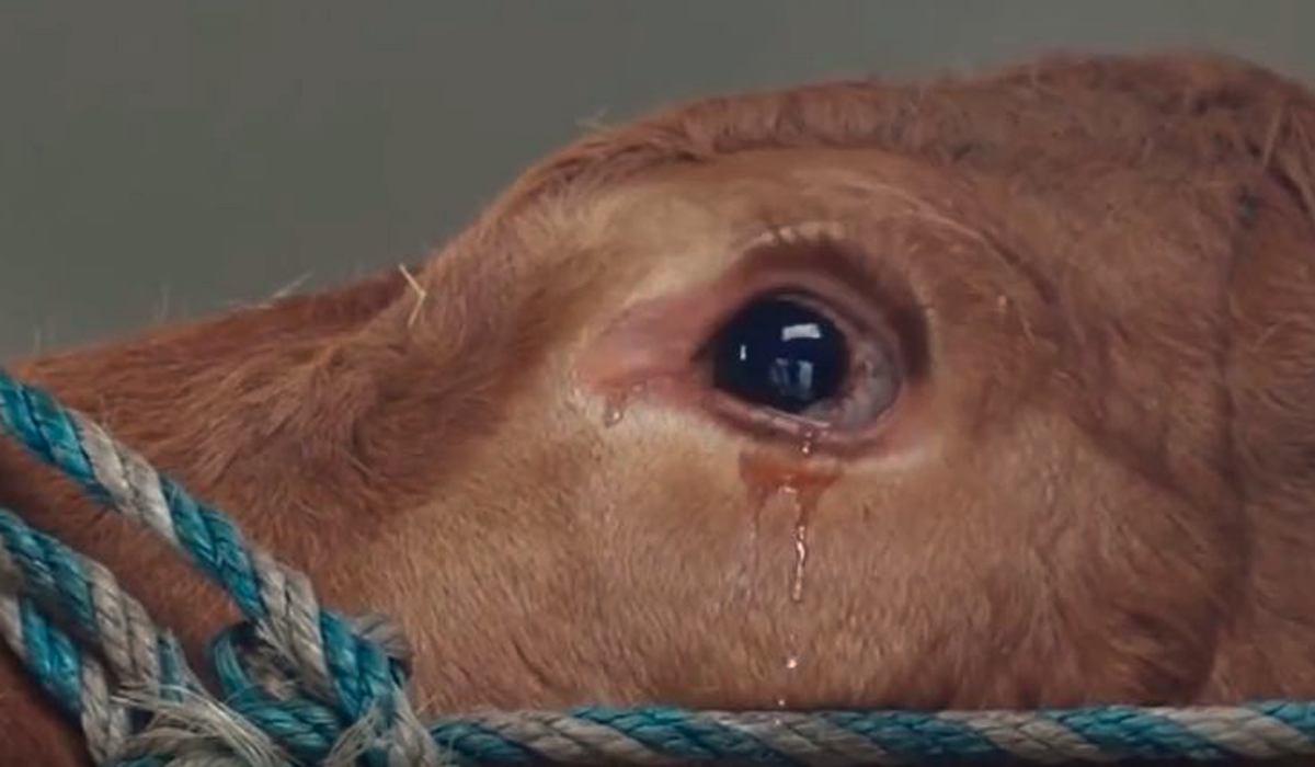 video-vaca-llora-al-ser-salvada-de-morir-en-un-matadero