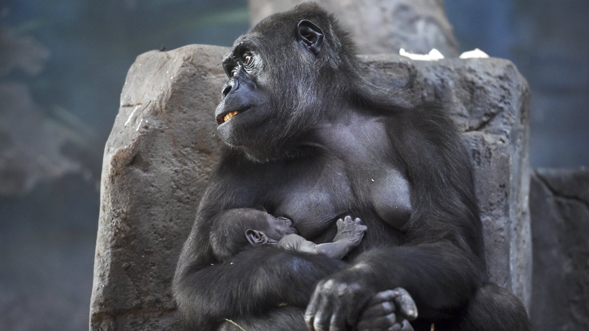 el-gorila-mas-grande-del-mundo-a-punto-de-extinguirse-a-causa-de-la-caza-ilegal