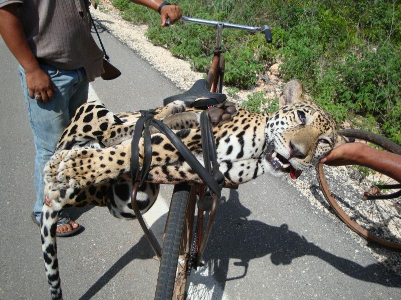 capturan-a-asesino-de-jaguares-en-peligro-de-extincion-en-brasil