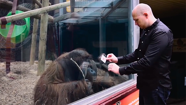 video-orangutan-se-sorprende-e-intenta-imitar-un-truco-de-magia