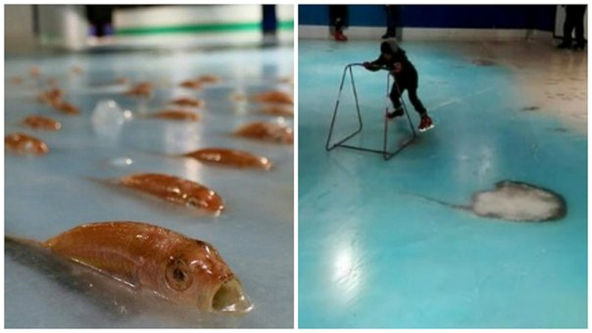 fotos-cierran-pista-de-hielo-por-congelar-a-mas-de-5000-peces