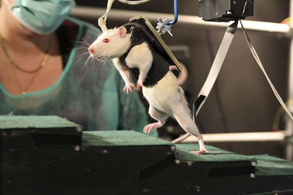 cientificos-inyectan-un-gen-en-cerebros-de-ratones-para-frenar-el-alzheimer