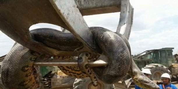video-encuentran-serpiente-de-11-metros-y-400-kilos-en-brasil