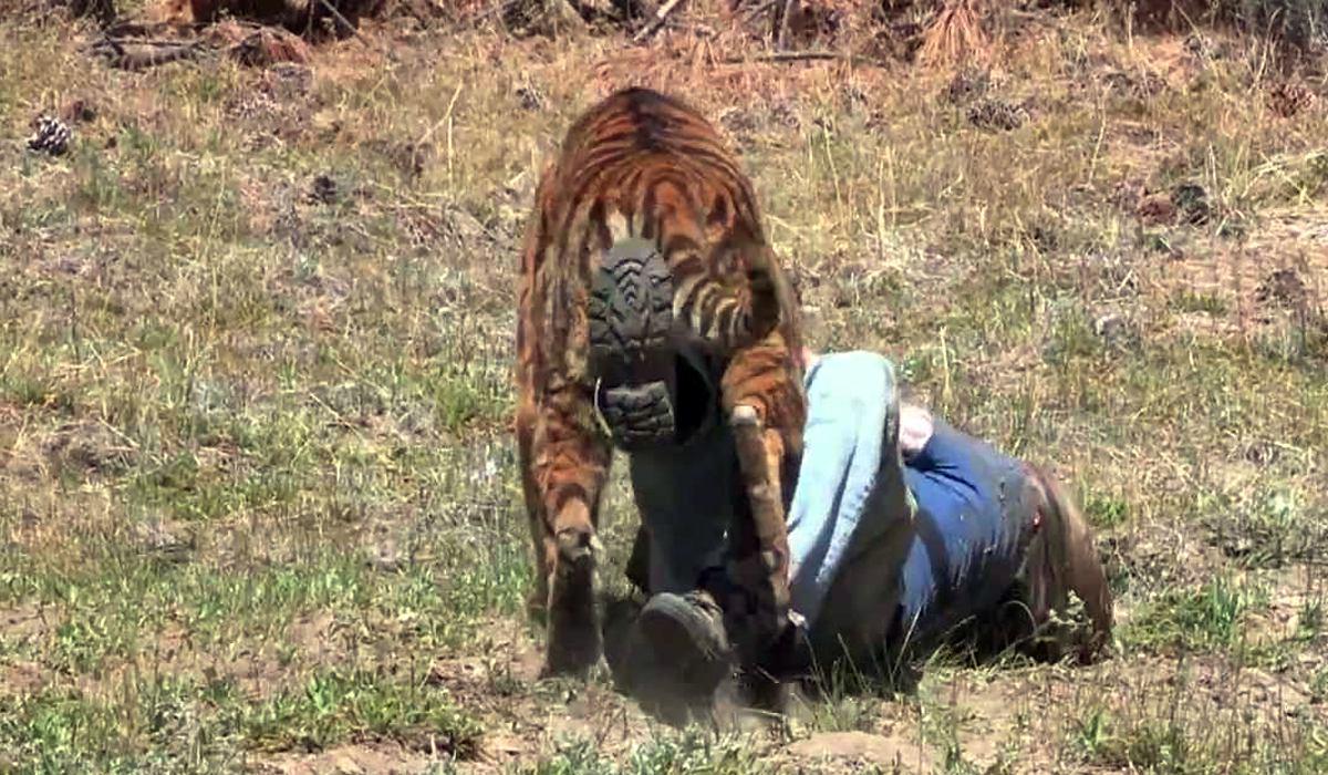video-tigre-mata-a-una-mujer-frente-de-su-familia-en-una-reserva-de-fauna-salvaje