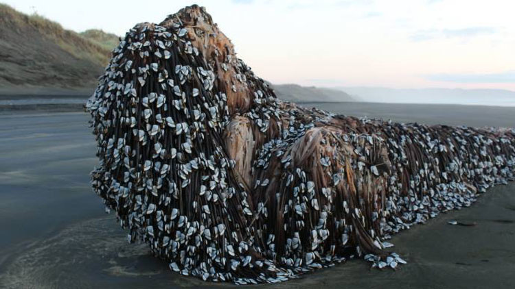 encuentran-extrana-y-gigante-especie-marina-en-nueva-zelanda