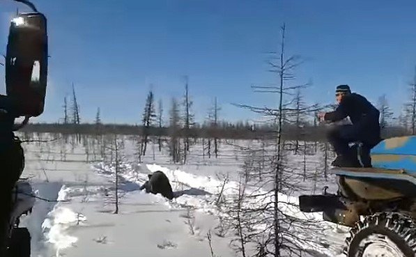 video-oso-muere-atropellado-por-unos-camioneros