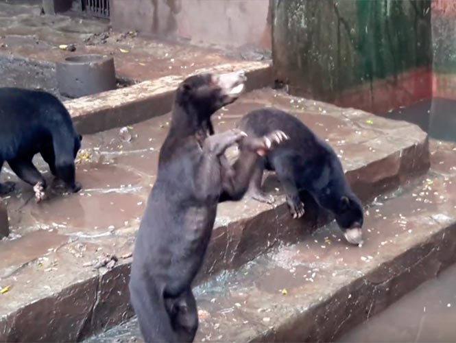 videos-osos-desnutridos-suplican-por-comida-en-un-zoologico-de-indonesia