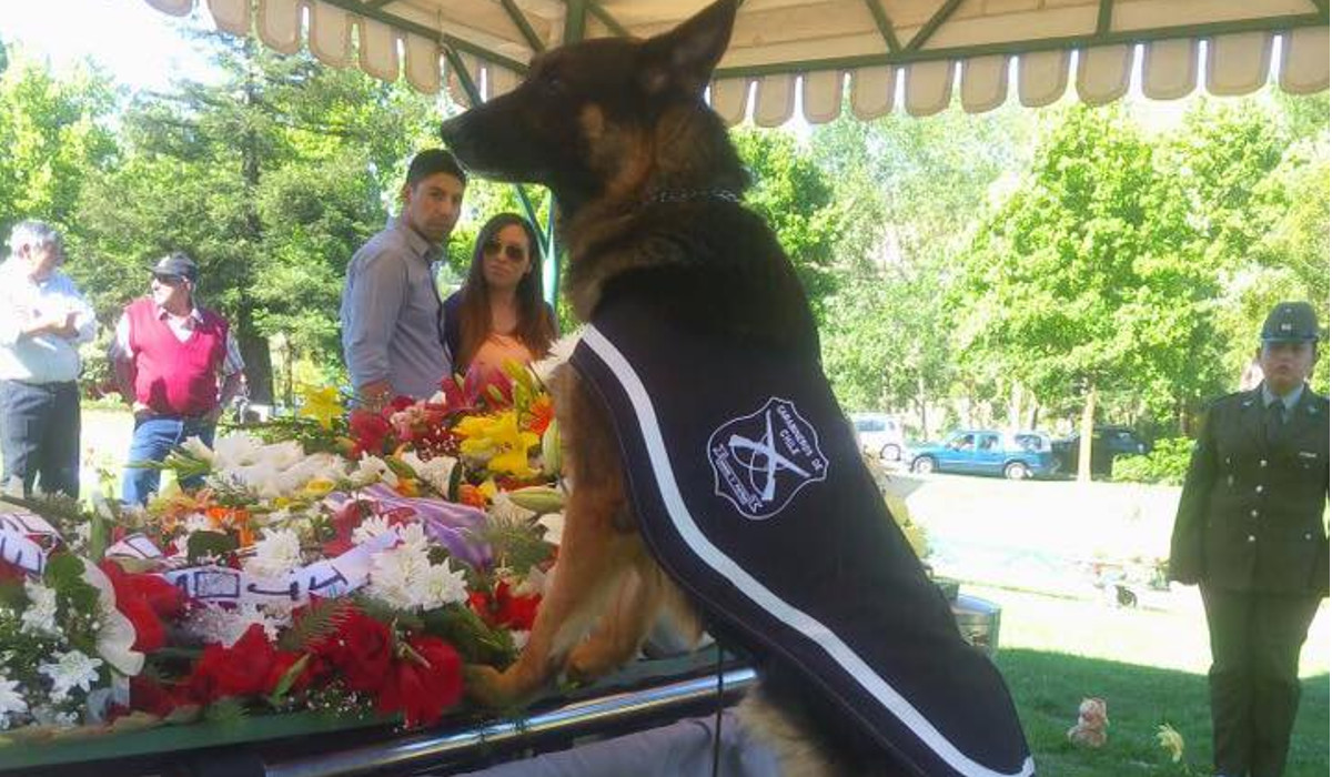 la-emotiva-despedida-de-un-perro-policial-en-el-funeral-de-su-adiestrador