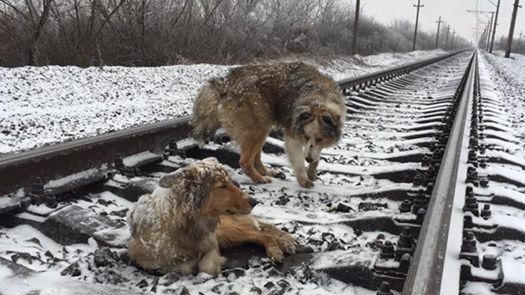 video-perro-protege-a-su-companera-herida-en-las-vias-de-un-tren