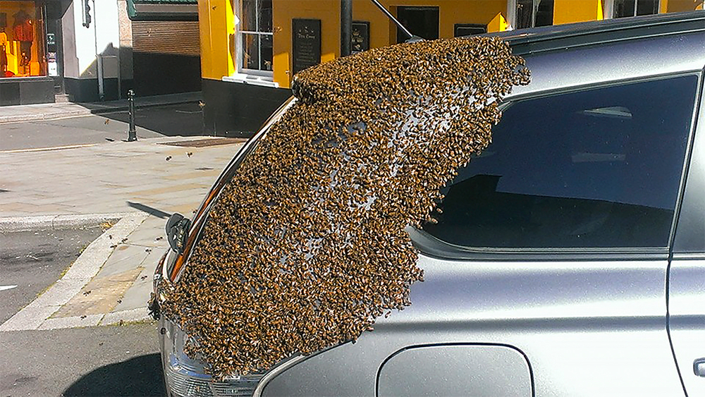 20000-abejas-van-en-busca-de-su-reina