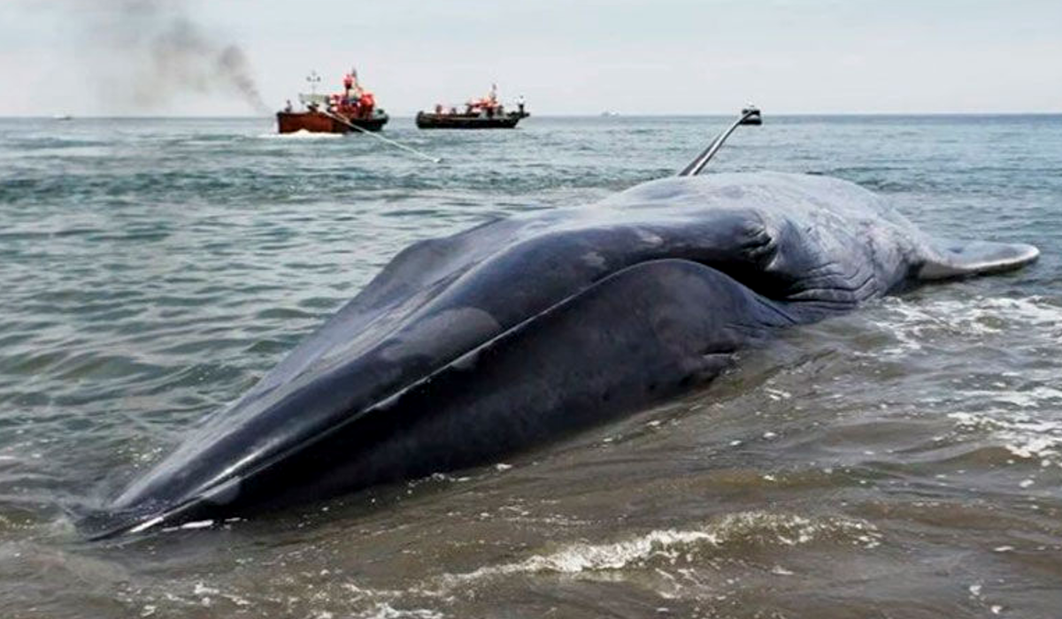 hallan-30-bolsas-de-plastico-en-estomago-de-ballena-varada