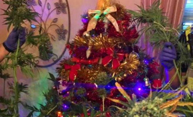 detienen-a-una-pareja-por-tener-una-planta-de-marihuana-como-arbol-de-navidad