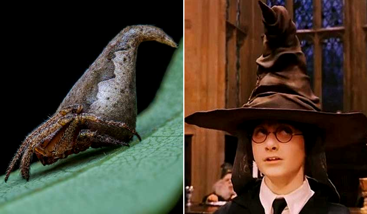 descubren-arana-parecida-al-sombrero-de-harry-potter