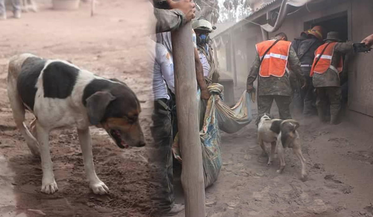 un-perro-ayuda-a-cuerpos-de-socorro-a-localizar-a-familia-sin-vida-en-guatemala