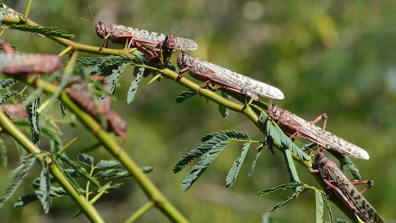 Guatemala en emergencia por devastadora plaga de langostas voladoras que amenaza su agro guatemala-en-emergencia-por-devastadora-plaga-de-langostas-voladoras-que-amenaza-su-agro
