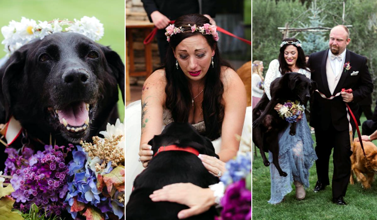 perro-agonizando-logra-llegar-a-la-boda-de-su-duena