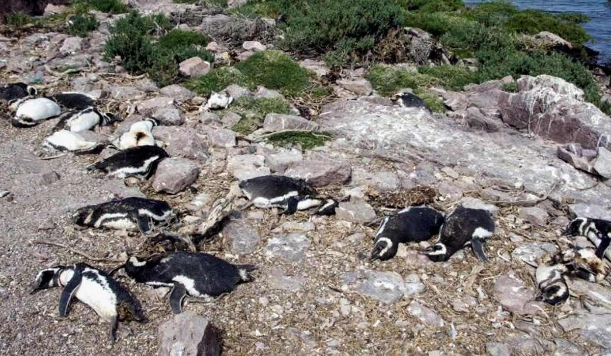 perros-callejeros-matan-a-casi-400-pinguinos-en-una-isla