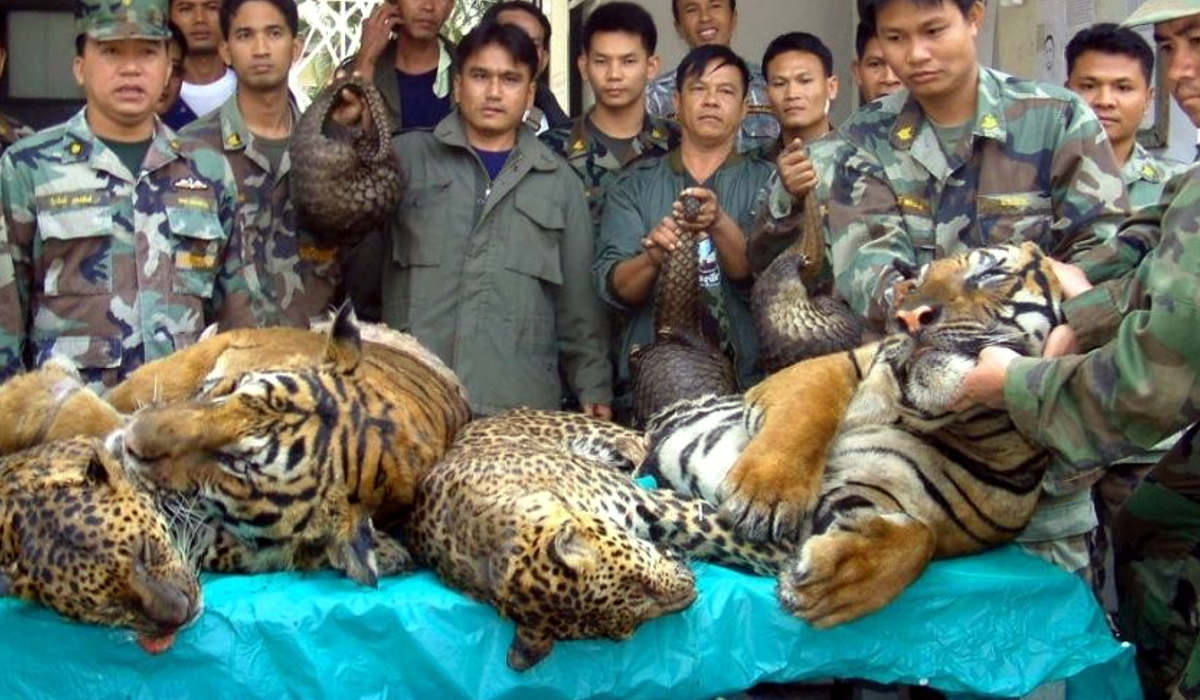 laos-promete-acabar-con-granjas-de-tigres