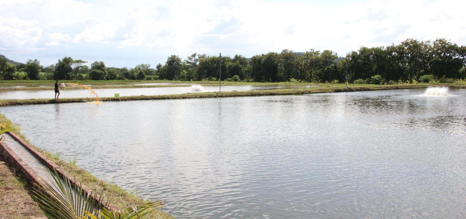 MAG inaugura la primer granja acuícola agroecológica del país mag-inaugura-la-primer-granja-acuicola-agroecologica-del-pais
