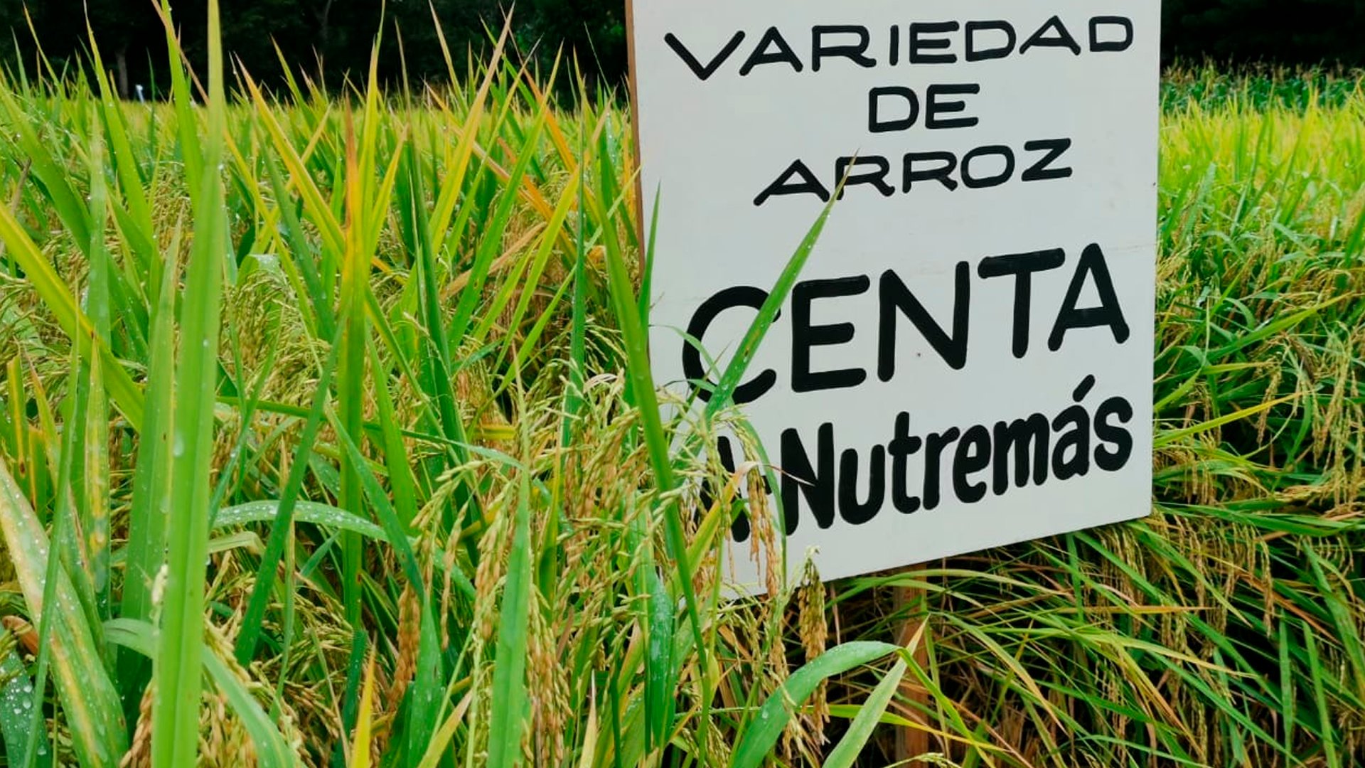 MAG y CENTA crean nueva semilla de arroz ideal para combatir la desnutrición en el país mag-y-centa-crean-nueva-semilla-de-arroz-ideal-para-combatir-la-desnutricion-en-el-pais