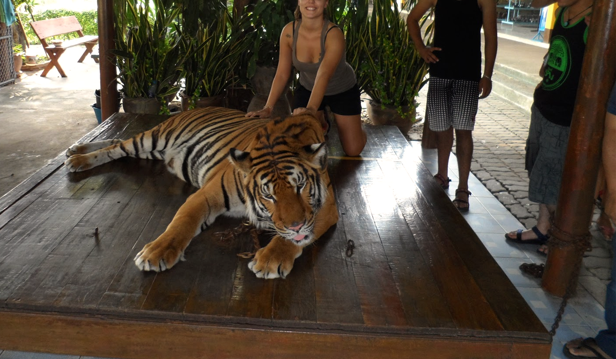 video-inmovilizan-a-un-tigre-para-que-turistas-puedan-tomarse-fotos-encima-de-el