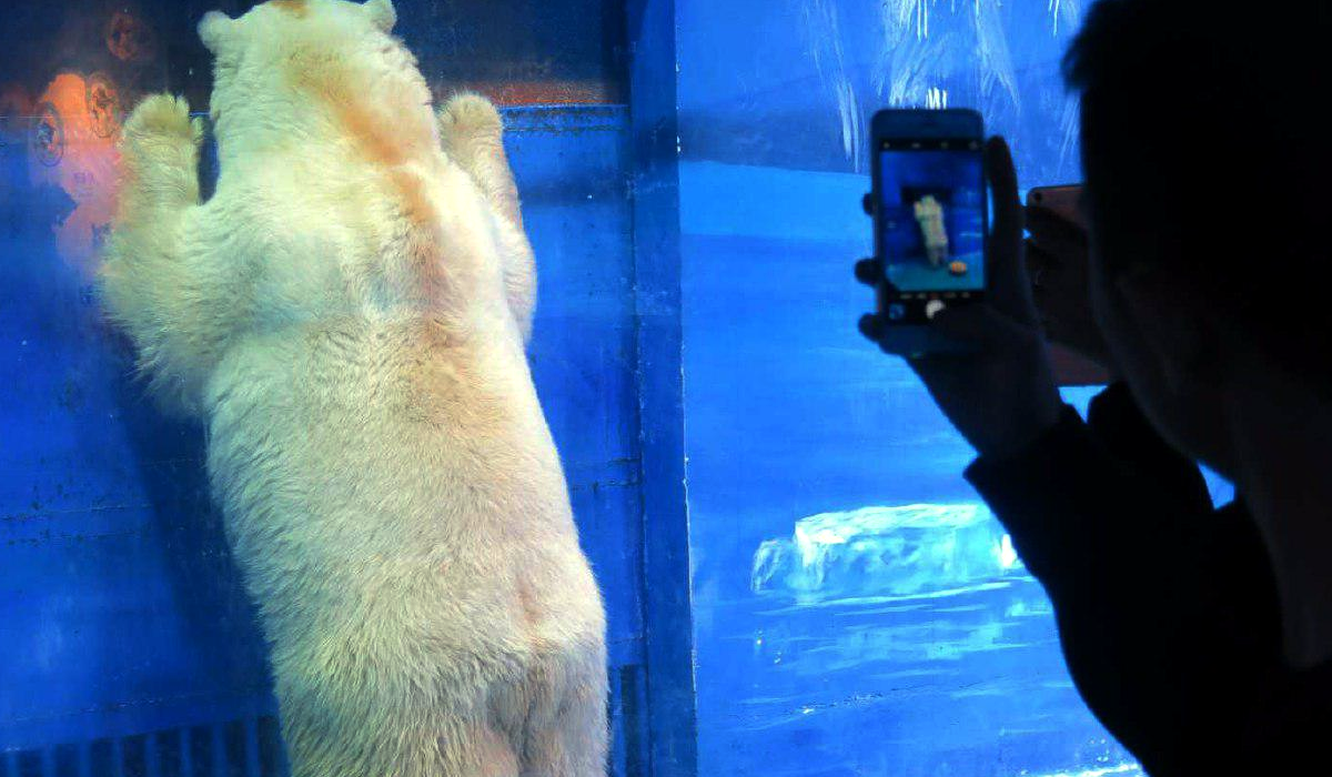 desgarrador-video-muestra-sufrimiento-de-oso-polar-que-vive-encerrado-en-centro-comercial