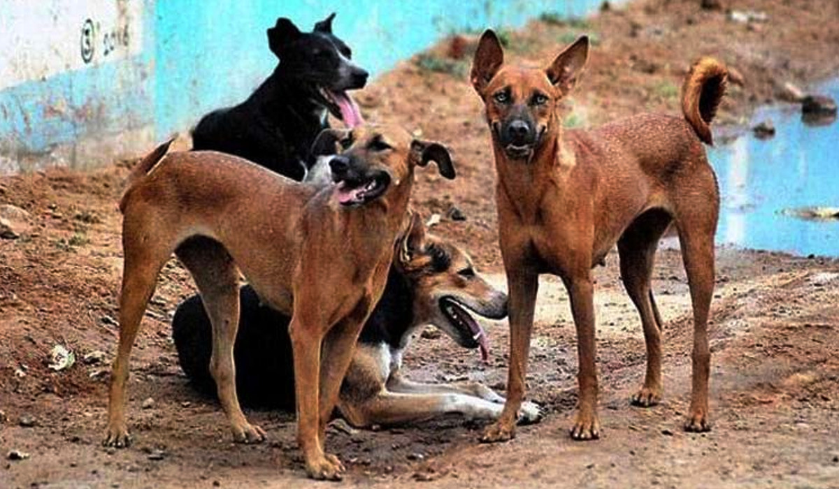 cuatro-perros-callejeros-cuidan-a-bebe-abandonado-y-evitan-su-muerte