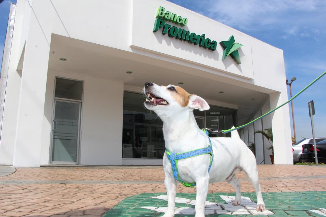 Banco Promerica “Convierte a tu perrito en una estrella” a través de Dog Friendly banco-promerica-convierte-a-tu-perrito-en-una-estrella-a-traves-de-dog-friendly