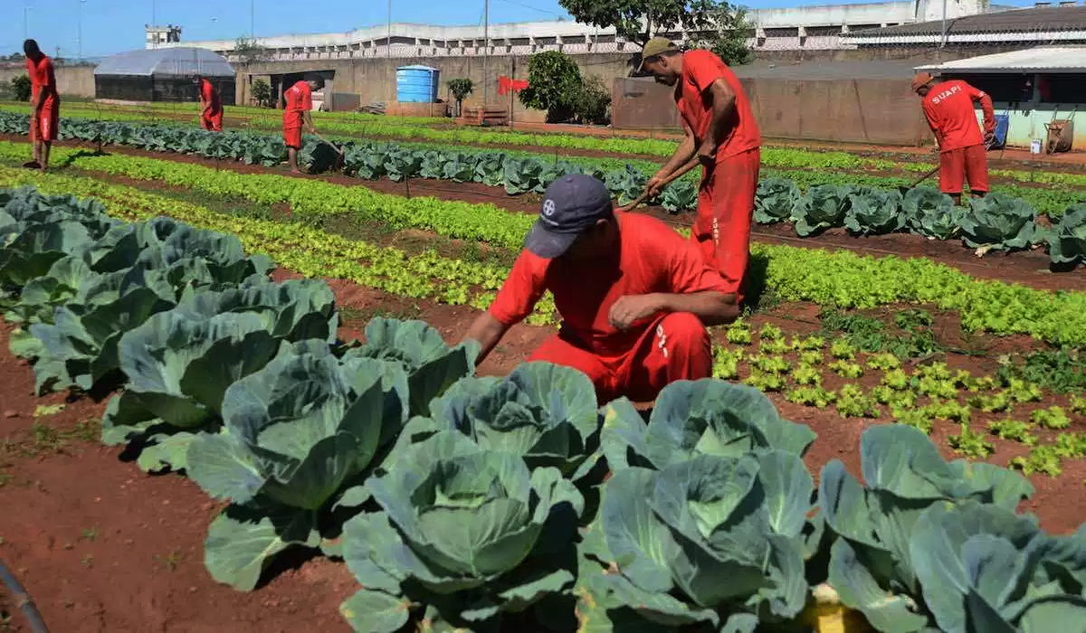 sistema-penitenciario-comercializara-hortalizas-cultivadas-en-granjas